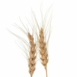 Buy 🔔 Ashland® Natural Wheat Bunch ⌛ -Ashland Sale Store 10065705 20