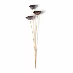 Best Pirce 🧨 Natural Lotus Pods Stem by Ashland® ⌛