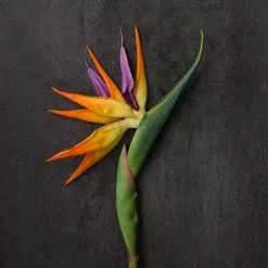 Top 10 ❤️ Tropical Bird of Paradise Stem by Ashland® ✔️ -Ashland Sale Store 10066898 22