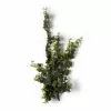 Top 10 😀 Star Ivy Bush by Ashland® 🛒 -Ashland Sale Store 10194917 21
