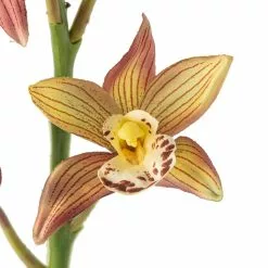 Hot Sale 😉 Tropical Cymbidium Stem by Ashland® 🎉 -Ashland Sale Store 10230910 20