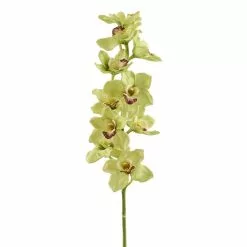 Cheapest 😍 8 Pack: Pale Green Boat Orchid Stem by Ashland® 💯