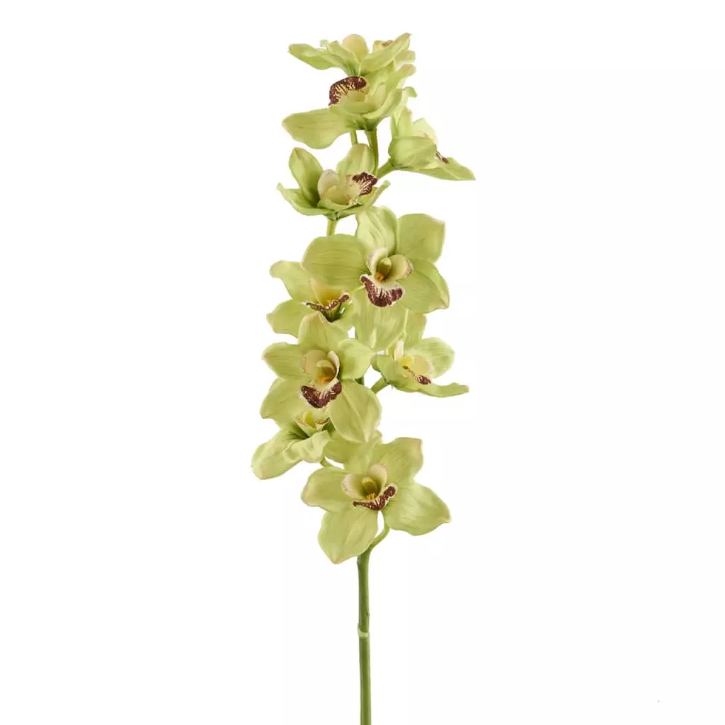 Cheapest 😍 8 Pack: Pale Green Boat Orchid Stem by Ashland® 💯 3 Cheapest 😍 8 Pack: Pale Green Boat Orchid Stem by Ashland® 💯