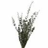 Buy 💯 Ashland® Washed Eucalyptus Bunch, 4 oz. ⌛ -Ashland Sale Store 10259685