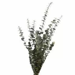 Buy 💯 Ashland® Washed Eucalyptus Bunch, 4 oz. ⌛