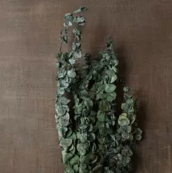 Buy 💯 Ashland® Washed Eucalyptus Bunch, 4 oz. ⌛ -Ashland Sale Store 10259685 25