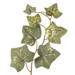 Buy ✨ English Ivy Spray by Ashland® ❤️ 7 Buy ✨ English Ivy Spray by Ashland® ❤️ -Ashland Sale Store 10265880 20