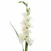 Cheap 🤩 12 Pack: White Gladiolus Stem by Ashland® 😉 2 Cheap 🤩 12 Pack: White Gladiolus Stem by Ashland® 😉 -Ashland Sale Store 10297020 1