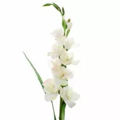 Cheap 🤩 12 Pack: White Gladiolus Stem by Ashland® 😉