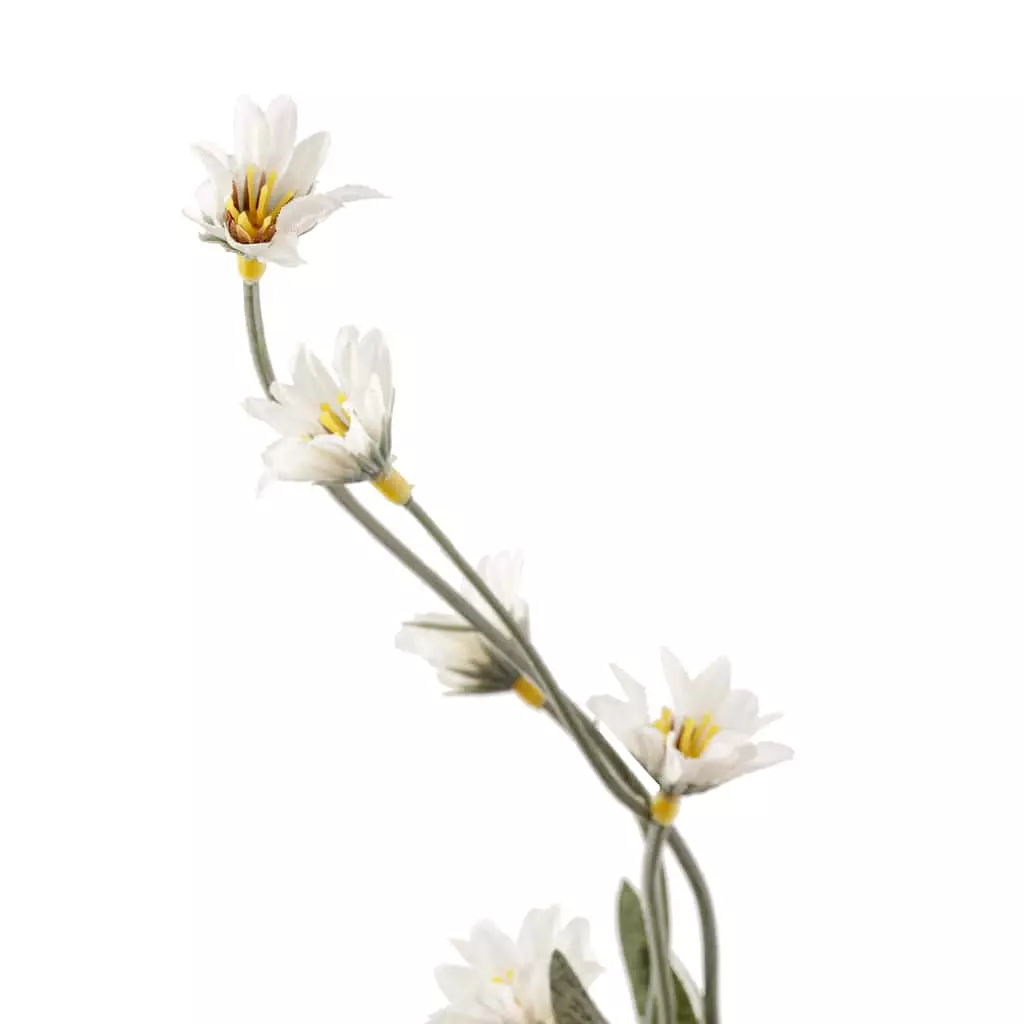 Top 10 ✔️ Wild Daisy Spray by Ashland® 👏 4 Top 10 ✔️ Wild Daisy Spray by Ashland® 👏 - Image 2