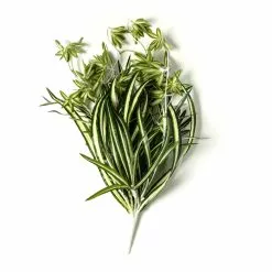 Buy ⌛ Variegated Spider Bush Classic Greenery Collection by Ashland® ✨ -Ashland Sale Store 10308650 21