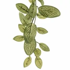 Best reviews of 💯 Fittonia Hanging Bush Classic Greeery by Ashland® ❤️ -Ashland Sale Store 10308882 20