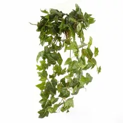 Cheapest 🧨 German Ivy Bush Ivy Collection by Ashland® ✔️