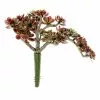 Best reviews of 👍 12 Pack: Creeping Red Sedum Pick by Ashland® 🌟 -Ashland Sale Store 10337815 1