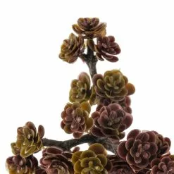 Discount ⭐ Creeping Red Sedum Pick by Ashland® 😀 -Ashland Sale Store 10337815 20