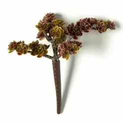 Discount ⭐ Creeping Red Sedum Pick by Ashland® 😀 -Ashland Sale Store 10337815 21