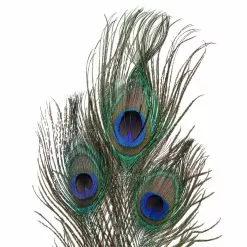 Promo ⌛ Peacock Feather Picks by Ashland® 🎉 -Ashland Sale Store 10355707 20