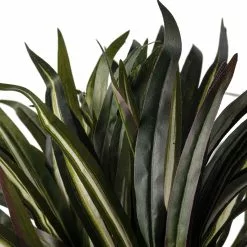 Budget ✔️ Assorted Cordyline Bush by Ashland® ❤️ -Ashland Sale Store 10356827 20