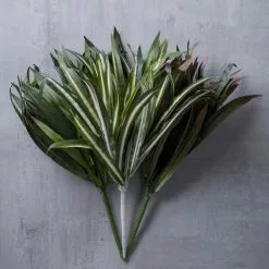 Budget ✔️ Assorted Cordyline Bush by Ashland® ❤️ -Ashland Sale Store 10356827 22