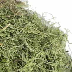 Best deal 😉 Ashland® Spanish Moss—Basil Green ✔️ 8 Best deal 😉 Ashland® Spanish Moss—Basil Green ✔️ -Ashland Sale Store 10382824 3