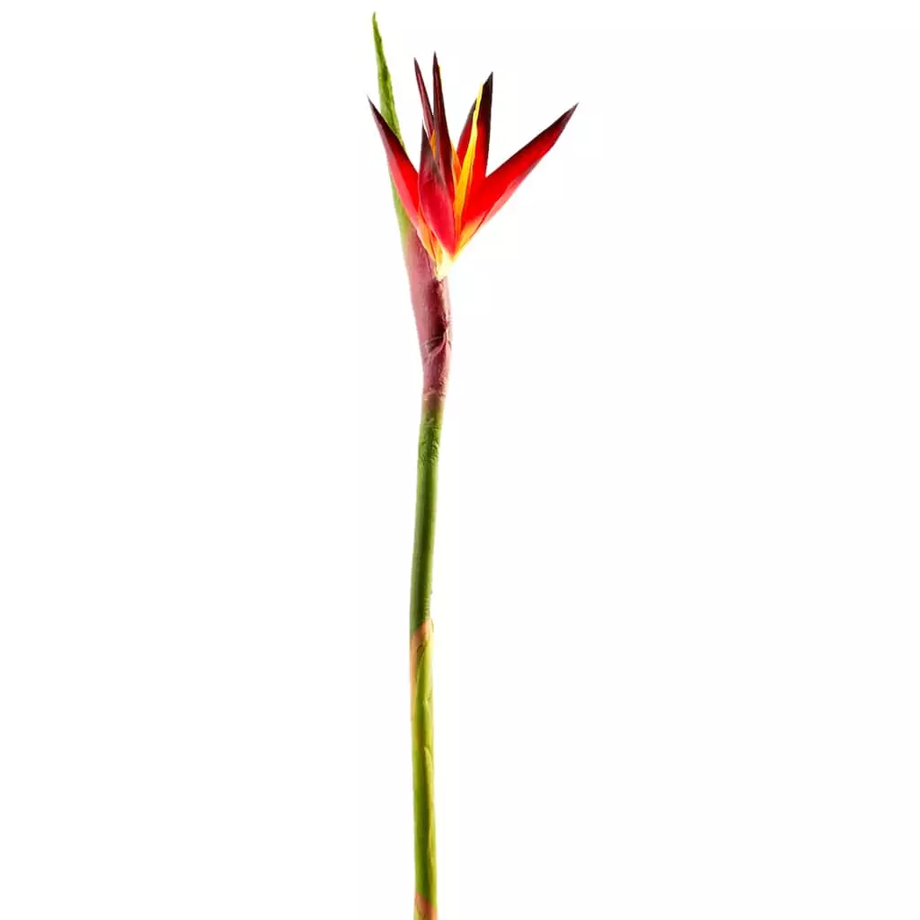 Buy ⭐ Tropical Bird of Paradise Stem by Ashland® 🧨 6 Buy ⭐ Tropical Bird of Paradise Stem by Ashland® 🧨 - Image 4