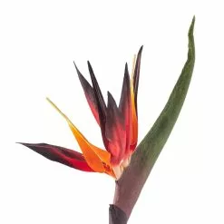 Buy ⭐ Tropical Bird of Paradise Stem by Ashland® 🧨 8 Buy ⭐ Tropical Bird of Paradise Stem by Ashland® 🧨 -Ashland Sale Store 10390624 20