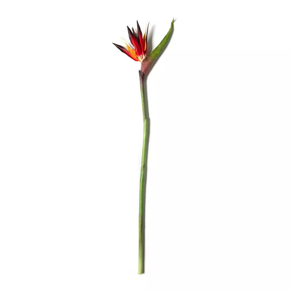 Buy ⭐ Tropical Bird of Paradise Stem by Ashland® 🧨 3 Buy ⭐ Tropical Bird of Paradise Stem by Ashland® 🧨