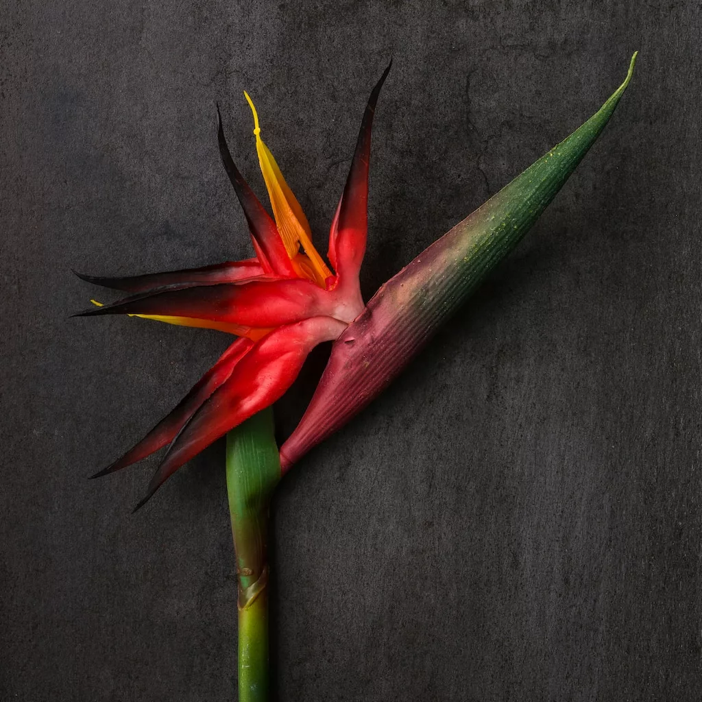 Buy ⭐ Tropical Bird of Paradise Stem by Ashland® 🧨 4 Buy ⭐ Tropical Bird of Paradise Stem by Ashland® 🧨 - Image 2