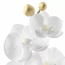 Brand new 🎉 Phaleanopsis Orchid by Ashland® 🥰 -Ashland Sale Store 10413038 20