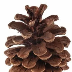 Wholesale 👍 Pinecone Bag by Ashland® 🔥 -Ashland Sale Store 10424644 20
