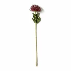 Cheap 🧨 Red Pincushion Protea Spray by Ashland® ✔️