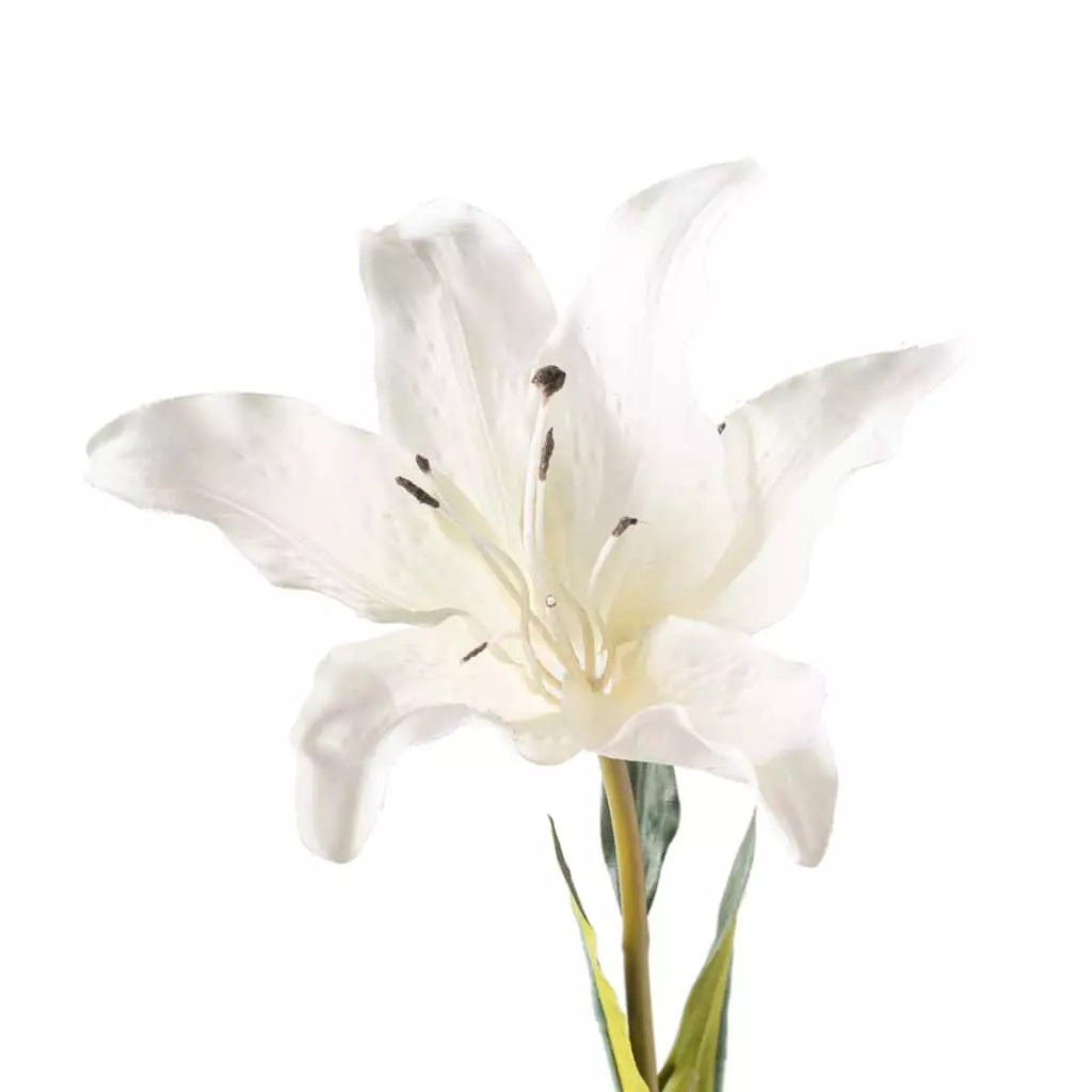 Coupon 😉 White Lily Stem by Ashland Classic Traditions™ ✔️ 5 Coupon 😉 White Lily Stem by Ashland Classic Traditions™ ✔️ - Image 3