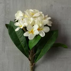 Coupon ❤️ White Frangipani Stem by Ashland® 🌟 -Ashland Sale Store 10450428 25