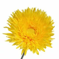 Outlet 👏 Jumbo Yellow Spider Gerber Daisy Stem by Ashland® ✨ -Ashland Sale Store 10457421 3