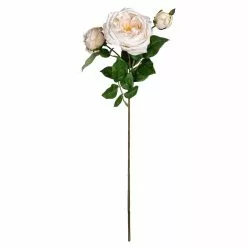 Best deal 🌟 Toast English Rose Stem by Ashland® ⌛