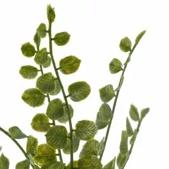 Coupon 🔔 Assorted Fern Pick By Ashland® 😉 -Ashland Sale Store 10546923 20