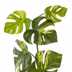 Brand new ✨ Split Hanging Philo Bush by Ashland® 🎁 -Ashland Sale Store 10547223 20