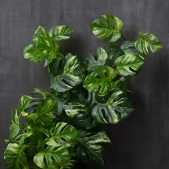 Brand new ✨ Split Hanging Philo Bush by Ashland® 🎁 -Ashland Sale Store 10547223 22