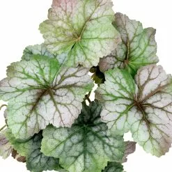 Deals π₯° 12 Pack: Assorted Ivy Leaf Pick by Ashland® π 5 Deals π₯° 12 Pack: Assorted Ivy Leaf Pick by Ashland® π -Ashland Sale Store 10547224 2 1