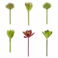 Coupon ⌛ 24 Pack: Assorted Succulent Pick by Ashland® ❤️