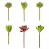 Promo 👍 Assorted Succulent Pick By Ashland® ⌛ -Ashland Sale Store 10547225 1 u