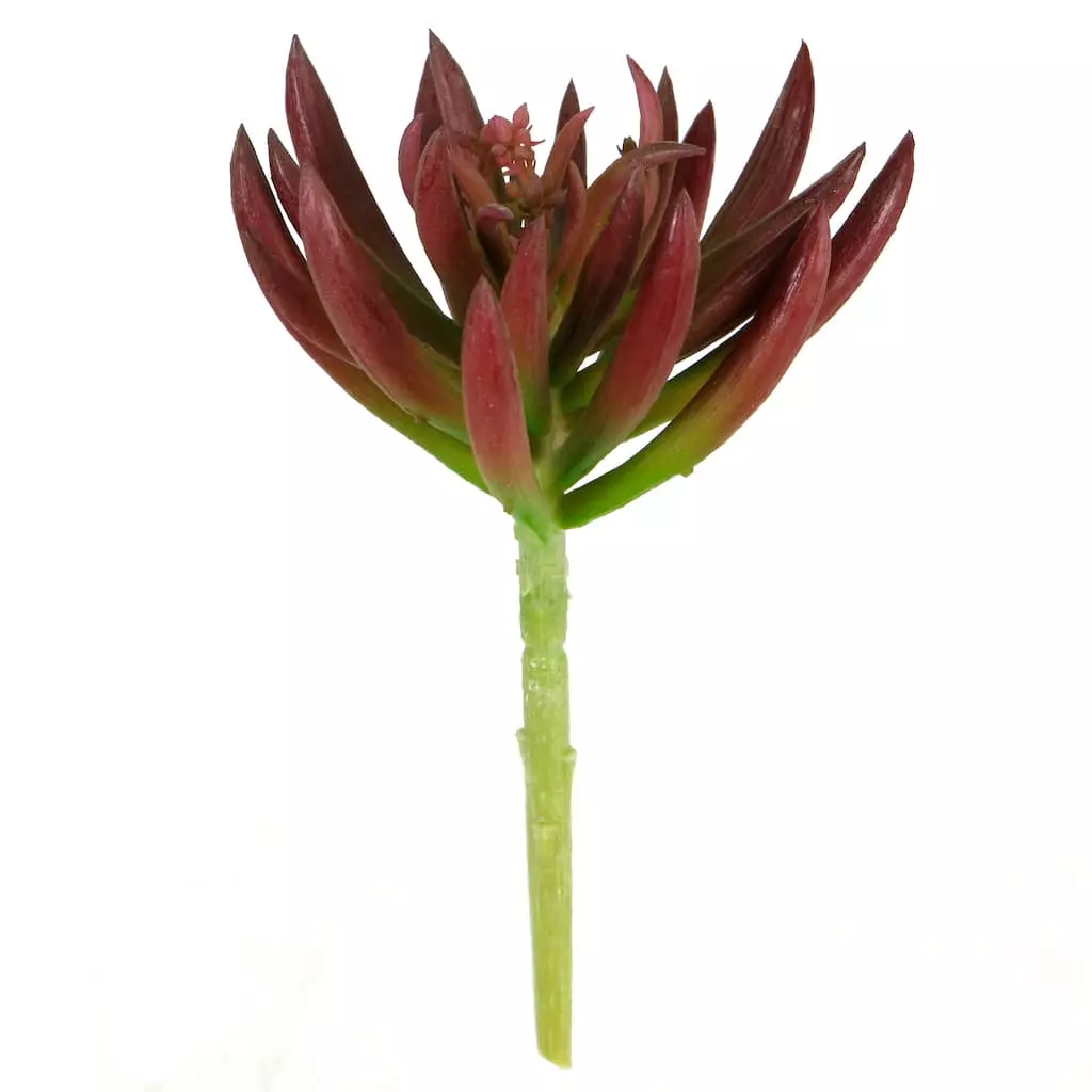 Best Sale 🌟 12 Pack: Assorted Succulent Pick by Ashland® 🎁 4 Best Sale 🌟 12 Pack: Assorted Succulent Pick by Ashland® 🎁 - Image 2