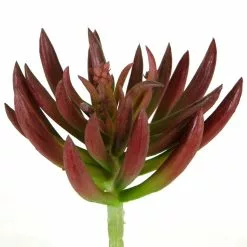 Best Sale 🌟 12 Pack: Assorted Succulent Pick by Ashland® 🎁 12 Best Sale 🌟 12 Pack: Assorted Succulent Pick by Ashland® 🎁 -Ashland Sale Store 10547488 2 1