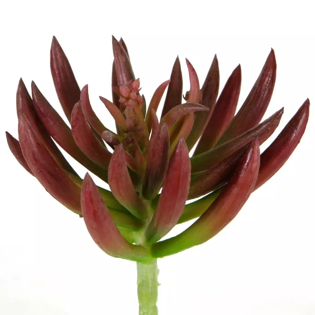 Best Sale 🌟 12 Pack: Assorted Succulent Pick by Ashland® 🎁 5 Best Sale 🌟 12 Pack: Assorted Succulent Pick by Ashland® 🎁 - Image 3