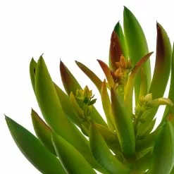 Promo 🔔 Assorted Succulent Pick By Ashland® 💯 -Ashland Sale Store 10547488 20