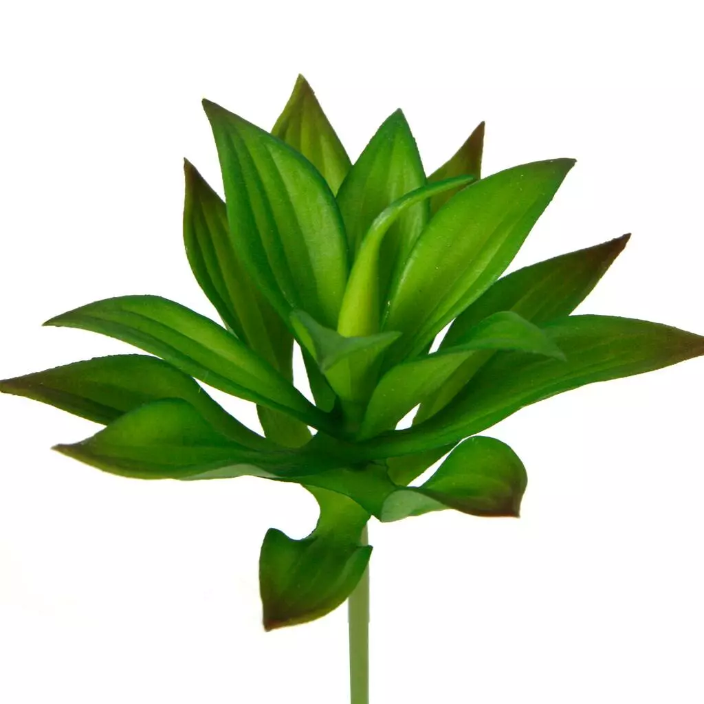 Deals 🎉 12 Pack: Assorted Agave Pick by Ashland® 😀 5 Deals 🎉 12 Pack: Assorted Agave Pick by Ashland® 😀 - Image 3