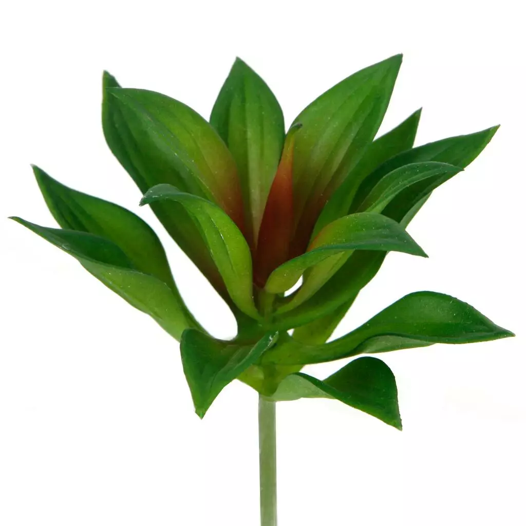 Deals 🎉 12 Pack: Assorted Agave Pick by Ashland® 😀 7 Deals 🎉 12 Pack: Assorted Agave Pick by Ashland® 😀 - Image 5