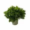 Budget ❤️ 6 Pack: Premade Boxwood Bush by Ashland® 🎁 -Ashland Sale Store 10547538