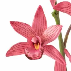 Brand new 👍 Mauve Boat Orchid Spray by Ashland® 💯 -Ashland Sale Store 10626413 20