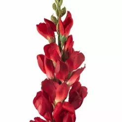 Best deal ๐ Red Snapdragon Stem by Ashland® ๐ 8 Best deal ๐ Red Snapdragon Stem by Ashland® ๐ -Ashland Sale Store 10626425 20